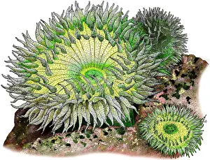 Tide Prints: Giant Green Sea Anemone