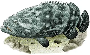 Atlantic Prints: Giant Grouper