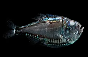 Fish Prints: Giant Hatchetfish