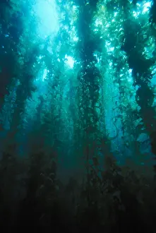California Prints: Giant Kelp Forest, California, Pacific Ocean