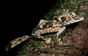 Tail Prints: Giant Leaf Tail Gecko