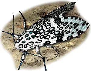 Leopard Prints: Giant Leopard Moth