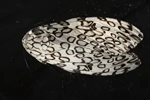 Insect Prints: The giant leopard moth