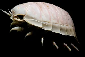 Isopod Prints: Giant Marine Isopod