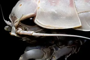 Isopod Prints: Giant Marine Isopod