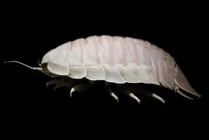 Isopod Prints: Giant Marine Isopod