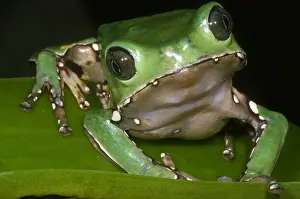 Monkey Prints: Giant Monkey Frog