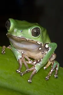 Monkey Prints: Giant Monkey Frog