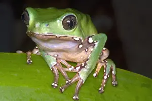 Amazon Prints: Giant Monkey Frog