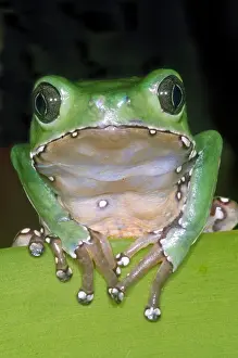 Amazon Prints: Giant Monkey Frog