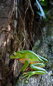 Peptide Prints: Giant monkey frog (Phyllomedusa bicolor)