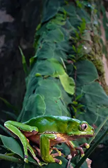 Monkey Prints: Giant monkey frog (Phyllomedusa bicolor)