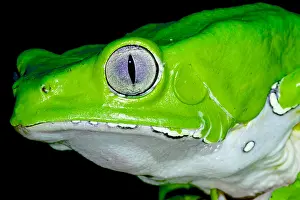 Monkey Prints: Giant monkey frog (Phyllomedusa bicolor)
