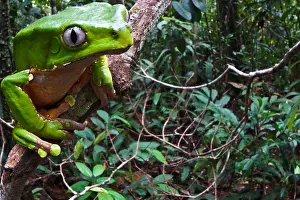 Peruvian Prints: Giant monkey frog (Phyllomedusa bicolor)