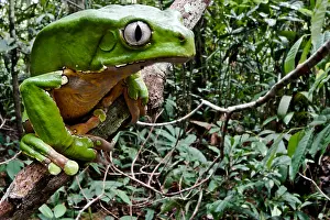 Amazon Prints: Giant monkey frog (Phyllomedusa bicolor)