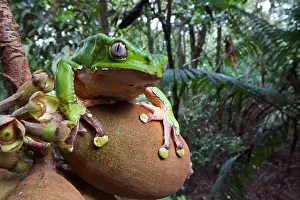 Forest Prints: Giant monkey frog (Phyllomedusa bicolor)