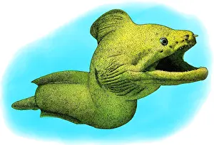 Eels Prints: Giant Moray, Illustration