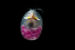 Eggs Prints: Giant Ostracod