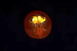Seed Prints: Giant Ostracod