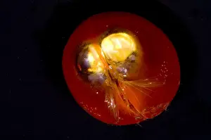 Seed Prints: Giant Ostracod