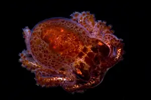 Cephalopod Prints: Giant Pacific Octopus