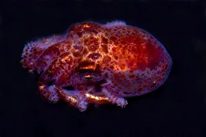 Cephalopod Prints: Giant Pacific Octopus