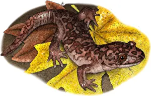Coastal Prints: Giant Pacific Salamander