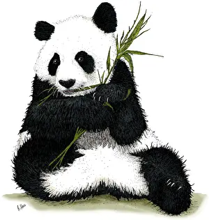 Bear Prints: Giant Panda