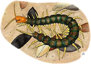 Headed Prints: Giant Red Headed Centipede