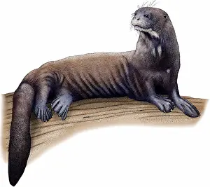 Giant River Otter