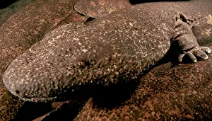 Genetics Prints: Giant Salamander Hybrid