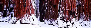 Tree Prints: Giant sequoia trunks dusted with snow