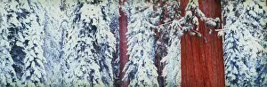 Tree Prints: Giant sequoias
