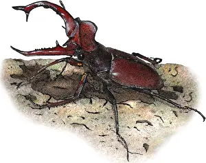 Beetle Prints: Giant Stag Beetle, Illustration