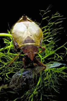 Bugs Prints: Giant Water Bug with Tadpole