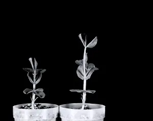 Experiments Prints: Gibberellic acid