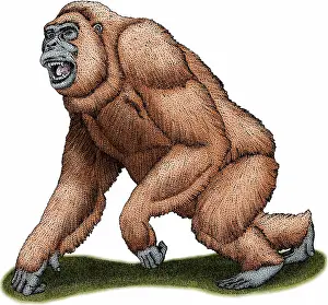 Extinct Prints: Gigantopithecus