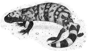 Monster Prints: Gila Monster