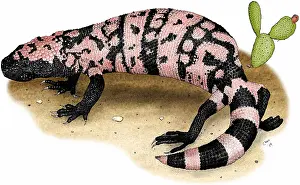 Monster Prints: Gila Monster