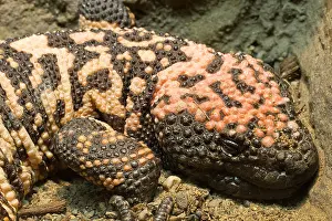 Many Science & Medical Prints: Gila Monster (Heloderma suspectum)