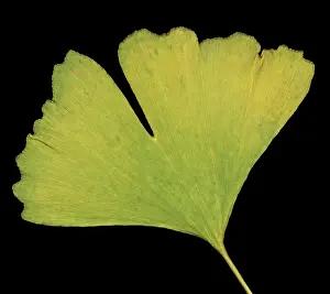Fall Prints: Ginkgo Leaf