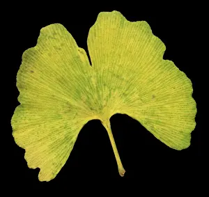 Fall Prints: Ginkgo Leaf