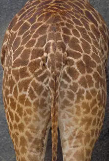Pattern Prints: Giraffe. Africa