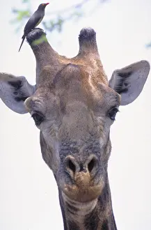 Tail Prints: Giraffe with Bird