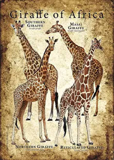 World Cultures Prints: Giraffes of Africa