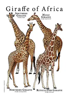 Reticulated Prints: Giraffes of Africa