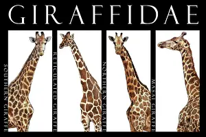 Reticulated Prints: Giraffes, Poster
