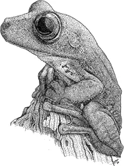 Anurans Prints: Gladiator Treefrog