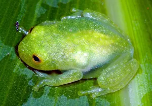 2007 Prints: Glass Frog