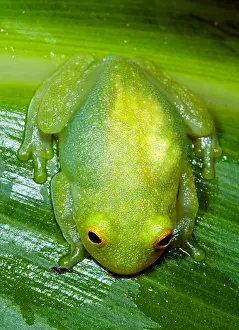 2007 Prints: Glass Frog